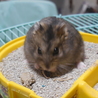 9月22日生まれジャンガリアンハムスターの里親募集 サムネイル6