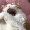 猫藤