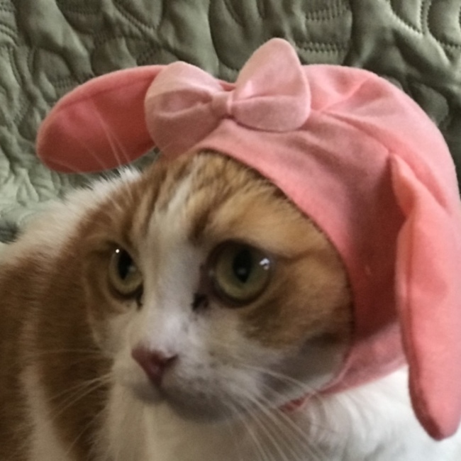 猫藤のカバー写真