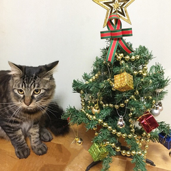 「私に目線を下さいナ（≧∇≦）」サムネイル2