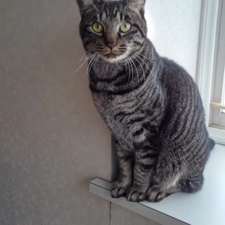 甘えん坊トラ猫ちゃんです！