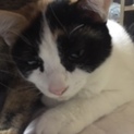 【11月28日までの命】白黒寅三毛柄♀　生後6ヶ月