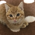 茶トラのオス子猫 保護しました！