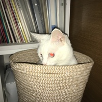 ゆき