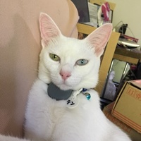 テン
