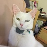 テン