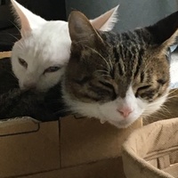 ボルト