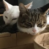 ボルト