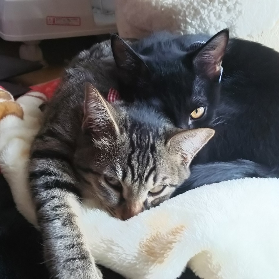 にぼしのカバー写真