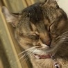 の写真