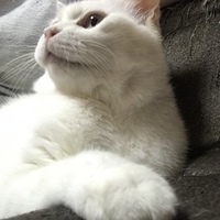 ゴンシャン