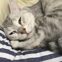 茜