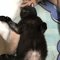 コテツ