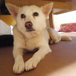 優しいご家族を待ってる「ピノコ」ちゃんです。