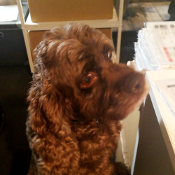 「本日の編集長ジェシー」サムネイル2