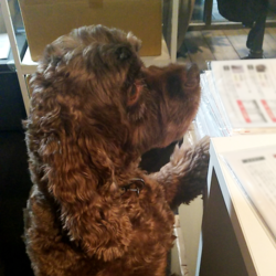 「本日の編集長ジェシー」サムネイル3