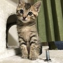 1.5ヶ月くらいのキジネコちゃん