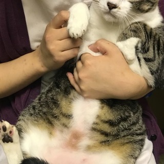 抱き心地バツグンニャンコ