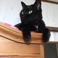 ジジ