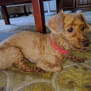 寂しがりで優しい大人しい子です。12歳プードル