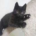 黒猫の女の子 生後３ヶ月