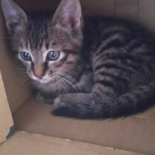 生後３ヶ月のキジトラ男の子 とても甘えん坊