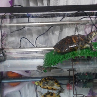 元気なミドリガメ２匹