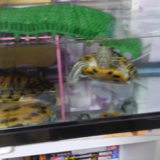 ミドリガメ２匹