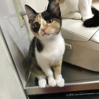 甘えんぼのこみけちゃん