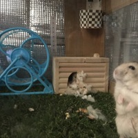 トゥンシム