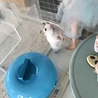 リカちゃん人形おっきいね(*^^*)