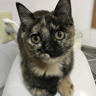 サビサビ猫のなつちゃん