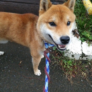 素直で物静かな柴犬の男の仔
