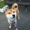 素直で物静かな柴犬の男の仔 サムネイル2