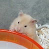 ちくわ