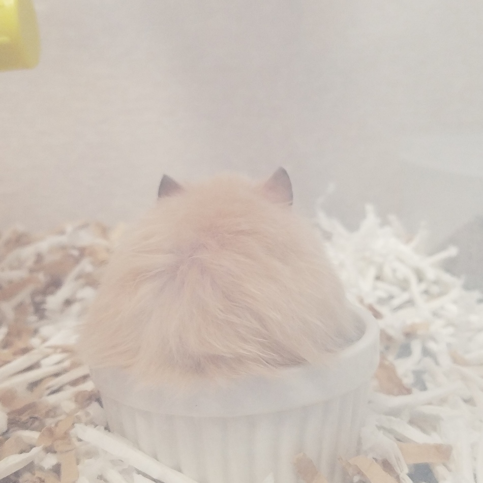 ちくわのカバー写真