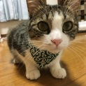 キジトラの男の子、甘えん坊です（再募集）