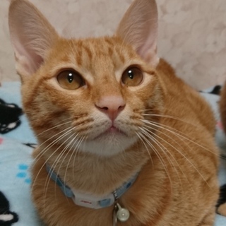 前足ハンデありのヒストリア君