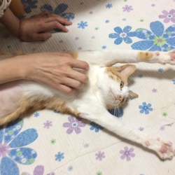 ホットカーペットの威力