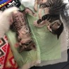きゃわでした