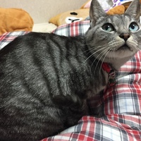 しょこ
