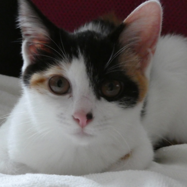 ふにゃぽんのカバー写真