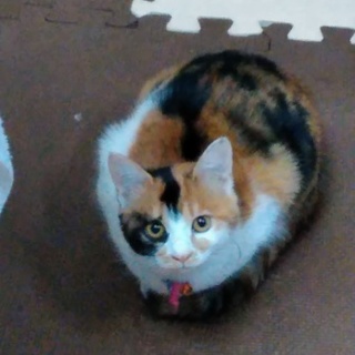 里親決定しました。ありがとうございました。