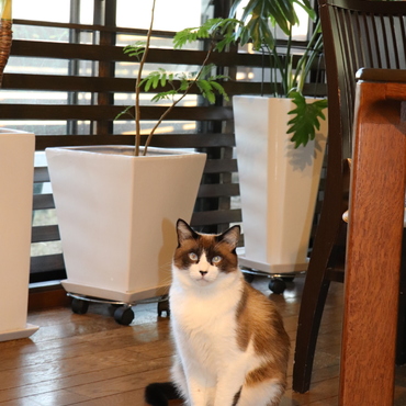 お手手そろえて澄まし顔。うん♥美猫！(親バカ(笑))