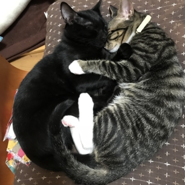 カニコのカバー写真