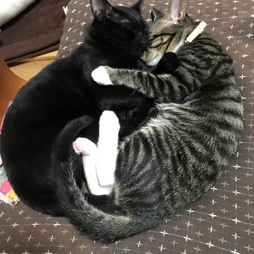 仲良し兄弟