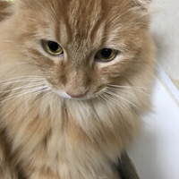 ロン