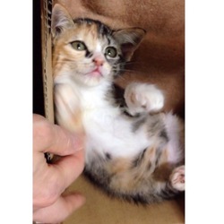 ＊子猫里親会＊一時預かりボランティアさん募集説明会