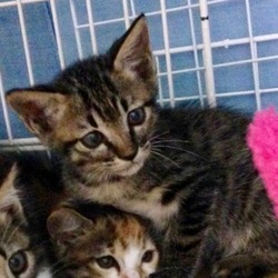 クリスマス猫譲渡会