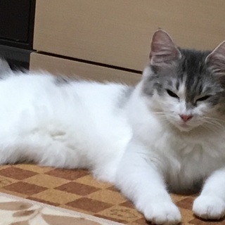 かわいい人懐こく活発で寂しがり屋な女の子です